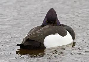 Aythya: Tufted Duck