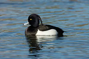 Aythya: Tufted Duck