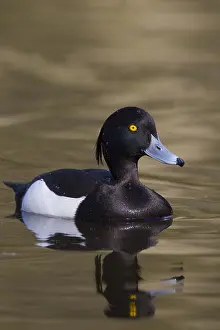 Aythya: Tufted Duck - adult drake - Germany