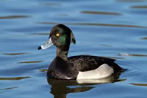Fuligula: Tufted Duck - adult drake on water
