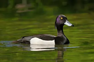 Aythya: Tufted duck (Aythya fuligula), drake, swimming in