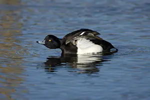 Aythya: Tufted Duck (Aythya fuligula) male stretching