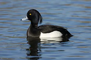 Aythya: Tufted Duck (Aythya fuligula) male swimming, Fl