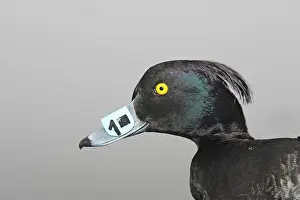 Fuligula: Tufted Duck - Captured with identification tag on beak