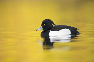 Fuligula: Tufted Duck - Cornwall - UK