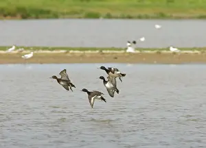 Fuligula: Tufted Duck - Courting males chasing female, In flight