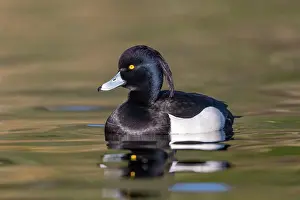 Tufted: Tufted Duck - Drake - UK