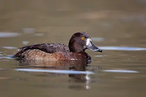 Fuligula: Tufted Duck - female