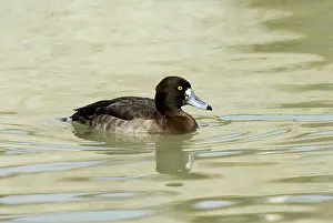 Fuligula: Tufted Duck female