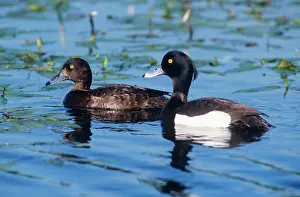 Fuligula: Tufted Duck - female & male
