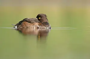 Fuligula: Tufted Duck - Female sleeping