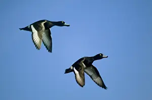 Fuligula: Tufted Duck - in flight