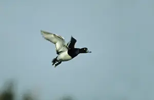 Fuligula: Tufted Duck - In flight