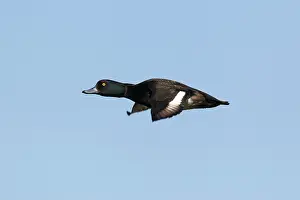 Fuligula: Tufted Duck - in flight