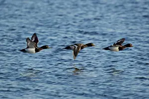 Fuligula: Tufted Duck - in flight over water