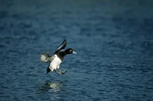 Fuligula: Tufted Duck - Landing