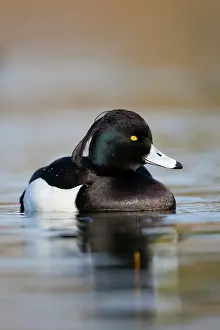 Fuligula: Tufted Duck - male
