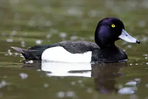Fuligula: Tufted Duck - Male