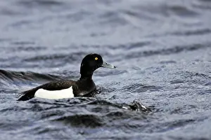 Fuligula: Tufted Duck - male