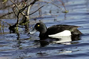 Fuligula: Tufted Duck - male