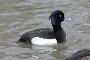 Aythya: Tufted Duck male