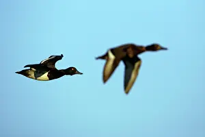 Fuligula: Tufted Duck - Male and female in flight