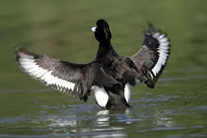 Fuligula: Tufted Duck - male flapping wings on lake