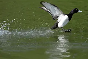 Fuligula: Tufted Duck - male in flight - landing on lake