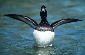 Fuligula: Tufted DUCK - male, front-view, wings out-stretched