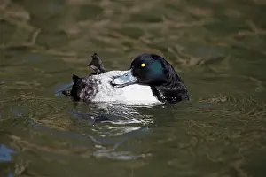 Fuligula: Tufted Duck - male preening its plumage on lake
