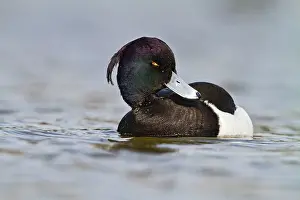 Fuligula: Tufted Duck - male swimming