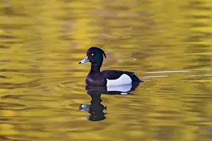 Fuligula: Tufted Duck - male swimming