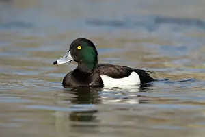 Fuligula: Tufted Duck - male swimming in calm water - March