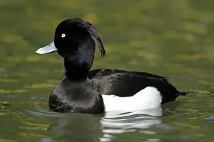 Fuligula: Tufted Duck - male swimming on lake