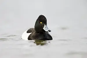 Fuligula: Tufted Duck male in water Cleveland, UK