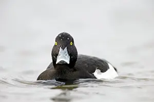 Fuligula: Tufted Duck male in water Cleveland, UK