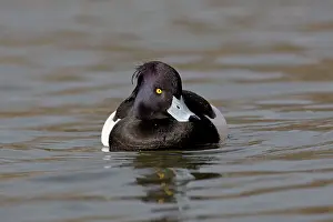 Tufted: Tufted Duck - male in winter