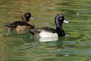 Fuligula: Tufted Duck - pair