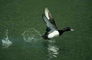 Fuligula: Tufted Duck - running across water to take off