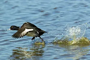 Fuligula: Tufted Duck - taking off