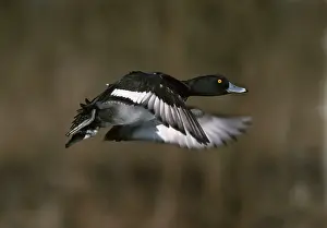 Fuligula: Tufted Duck - taking off