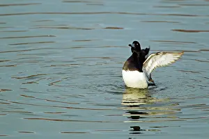 Fuligula: Tufted Duck - Washing