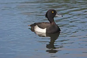 Fuligula: Tufted Duck - in water