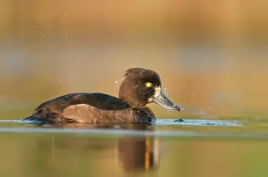 Fuligula: Tufted Duck - Waterlevel perspective of female