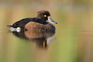 Fuligula: Tufted Duck - Waterlevel perspective of female