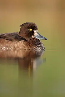 Fuligula: Tufted Duck. - Waterlevel perspective of female