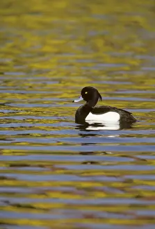 Fuligula: Tufted Duck on Yellow Water
