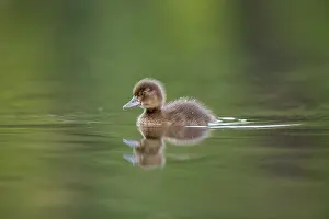 300817: Tufted Duck Young - Cornwall - UK