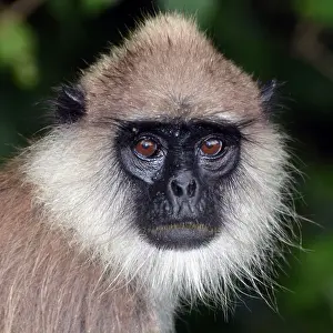 Beard: Tufted Grey Langur