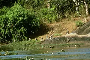 Langurs: Tufted Grey langur - at rock waterhole